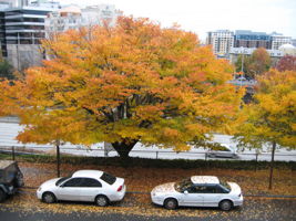 Changing season brings falling leaves on the street below