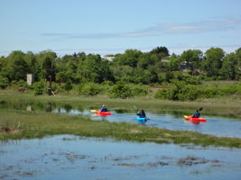 Kayaks in Sandwich Marshes