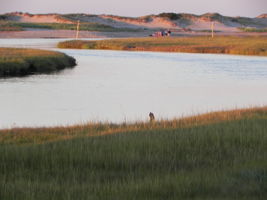 Town Neck Dunes and Marsh