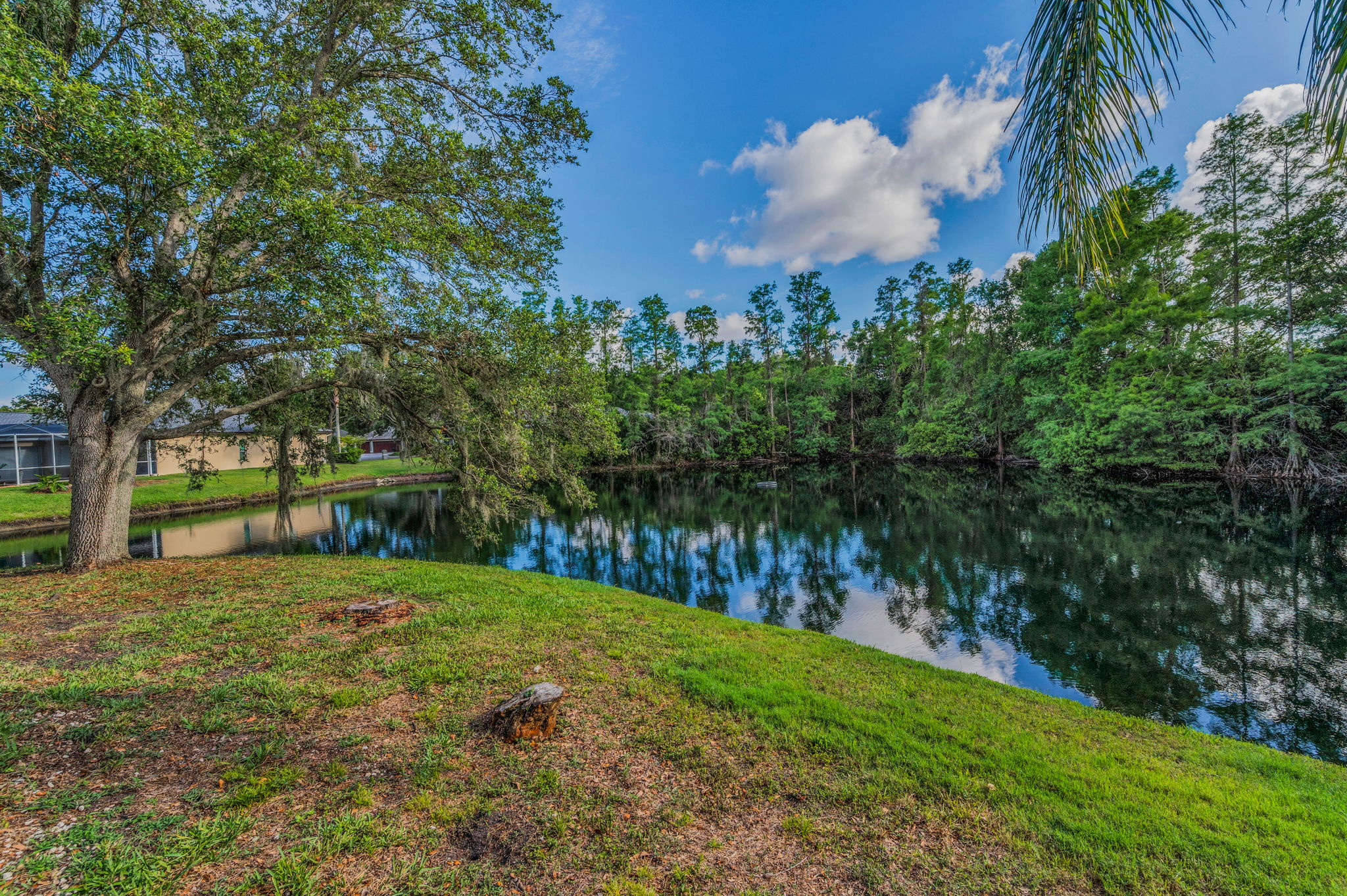 Backyard1