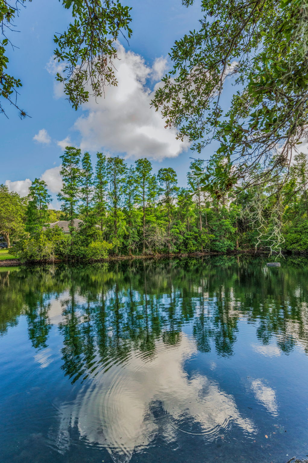 Backyard5