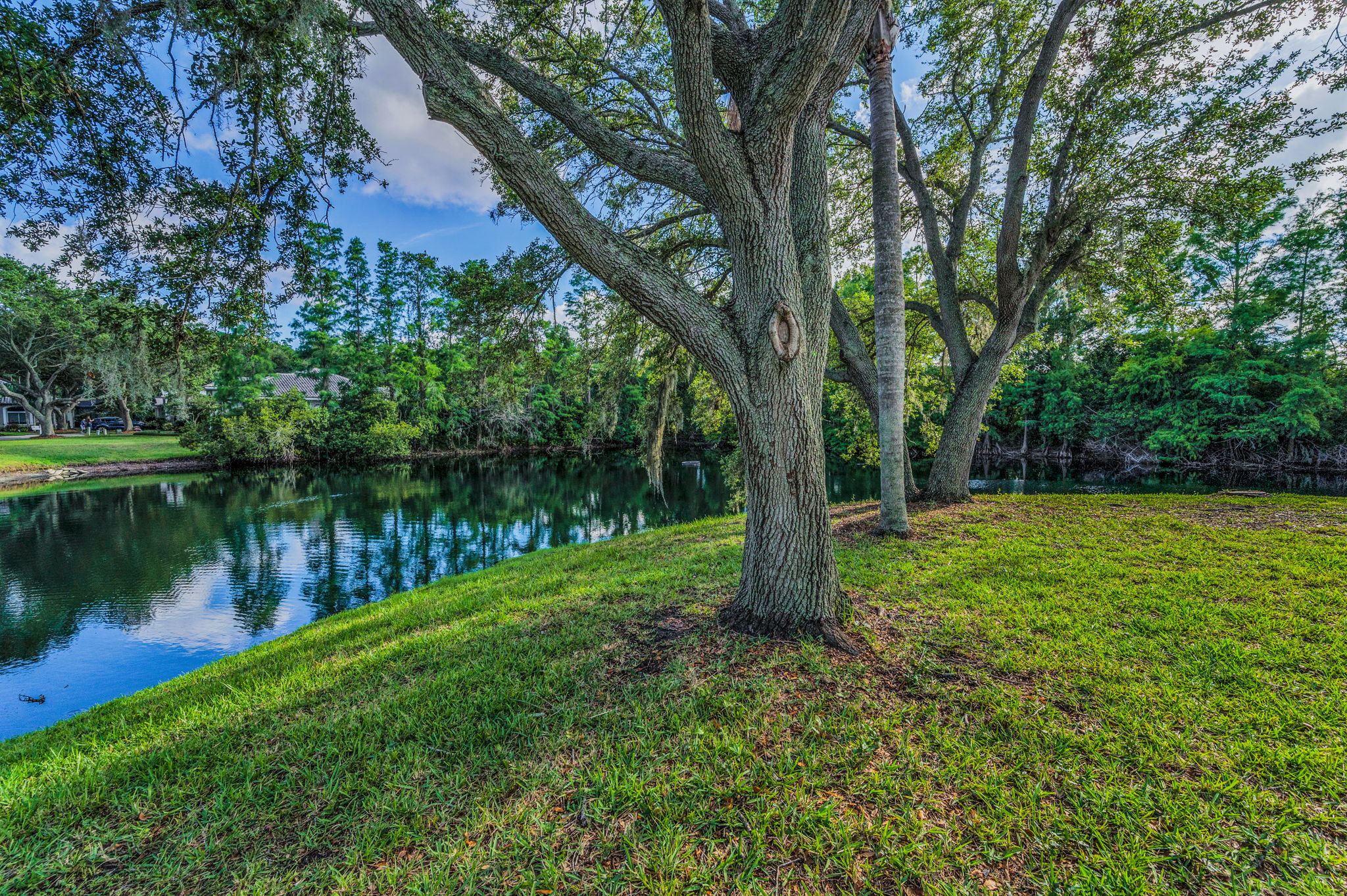 Backyard7