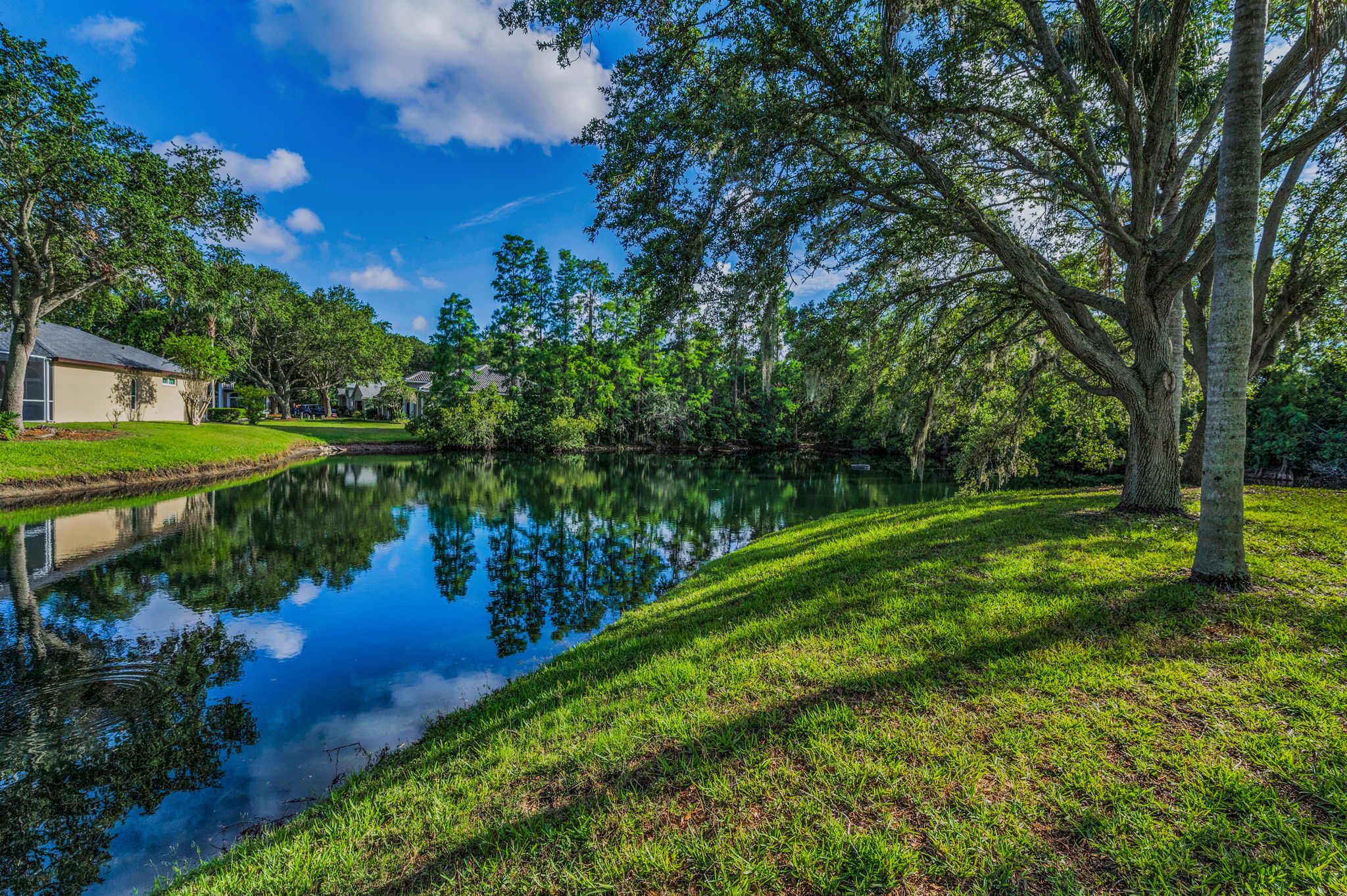 Backyard8