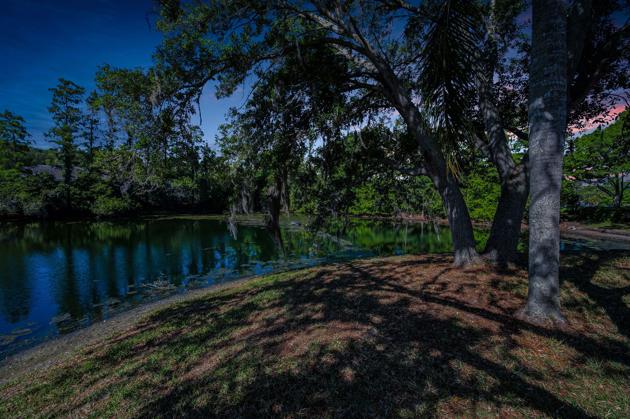 Backyard3