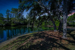 Backyard3