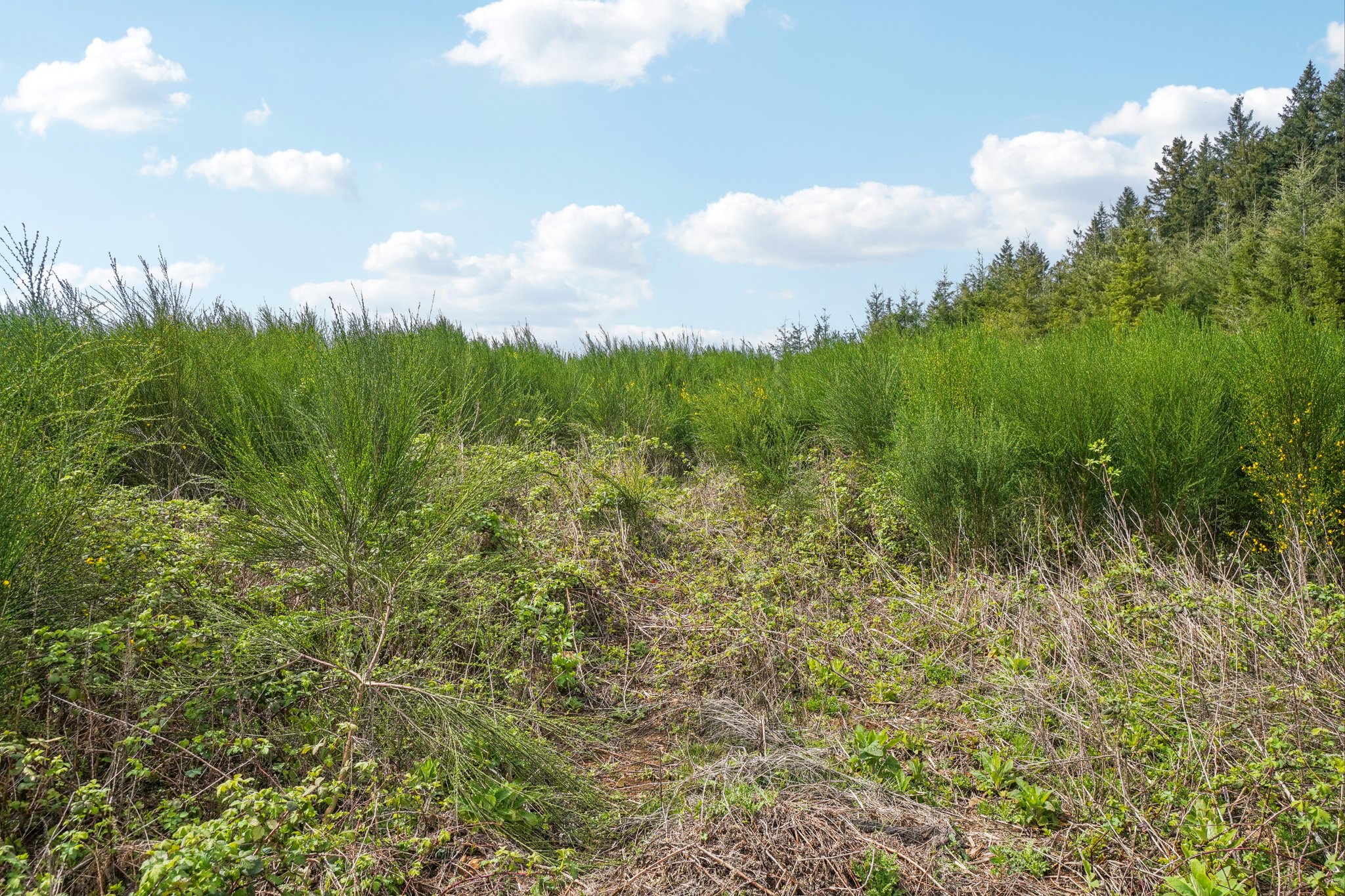 High Bank Ln-S1804-004.jpg