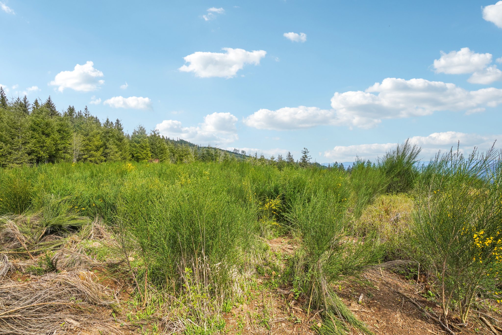 High Bank Ln-S1804-031.jpg