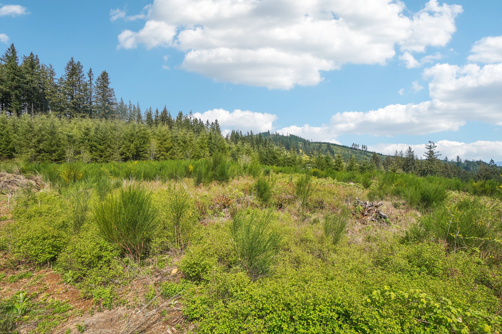 High Bank Ln-S1804-033.jpg