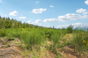 High Bank Ln-S1804-031.jpg