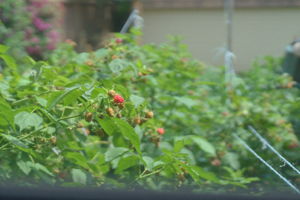  Photo 49