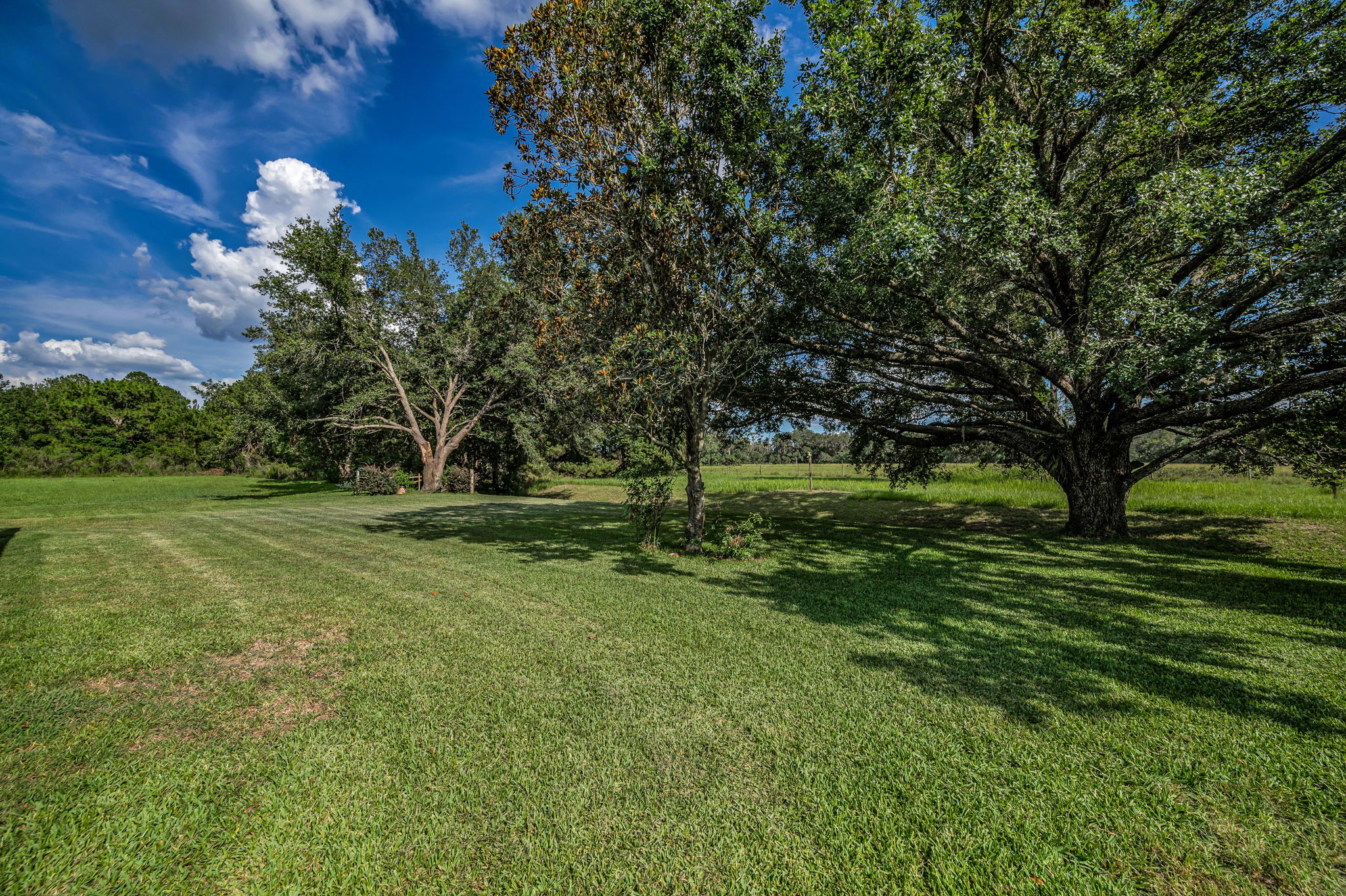 Backyard6