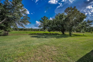 Backyard1