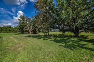 Backyard6