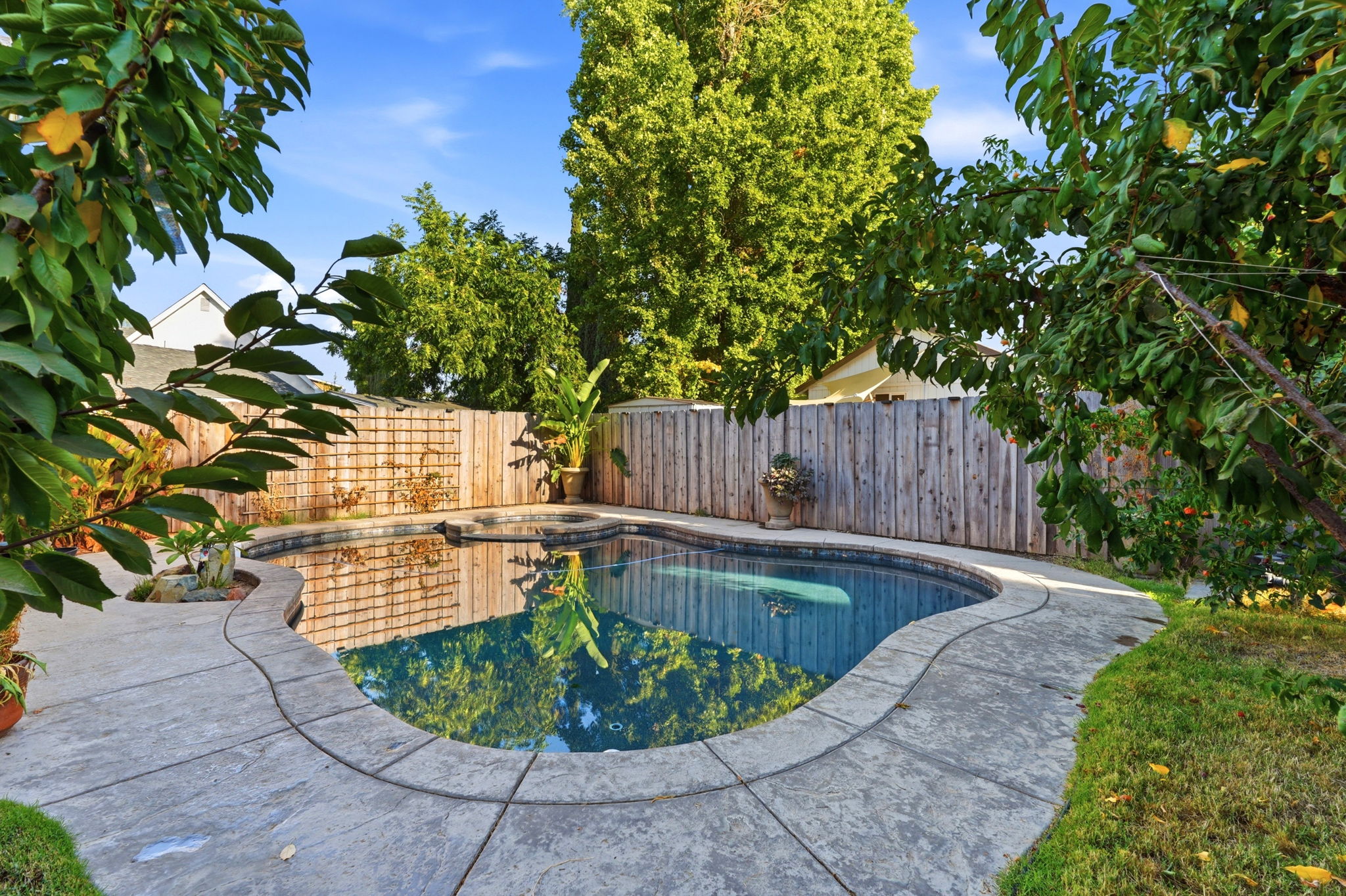 Backyard pool framed by mature landscaping