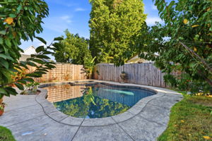 Backyard pool framed by mature landscaping
