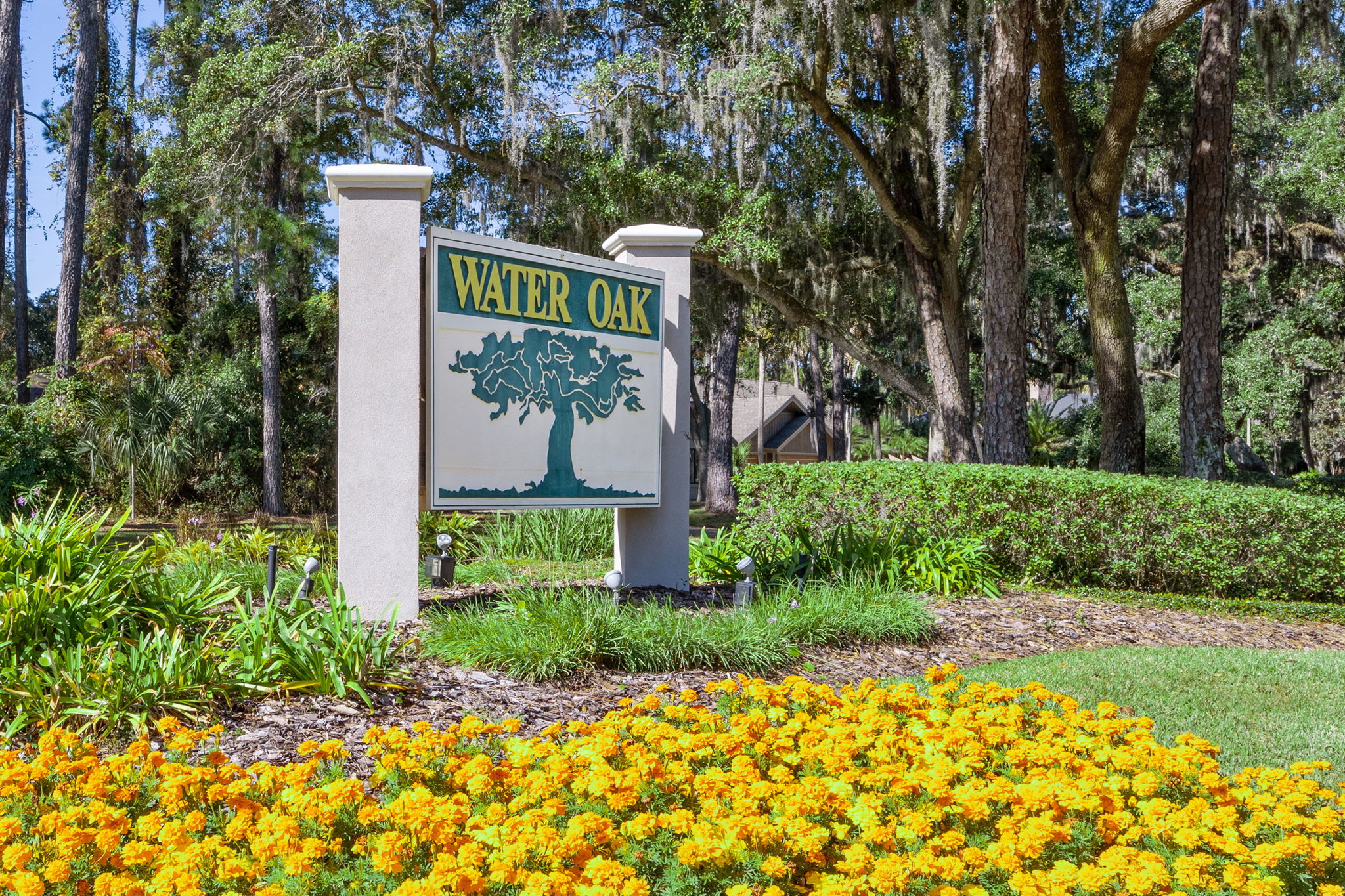 Water Oak
