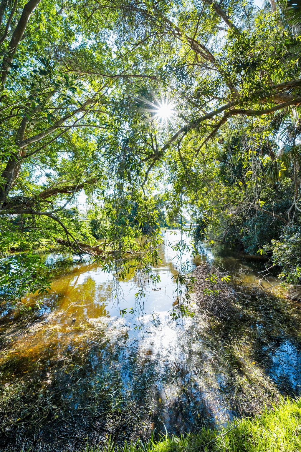 Backyard3