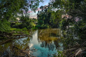 Backyard4
