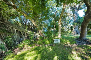 Backyard11