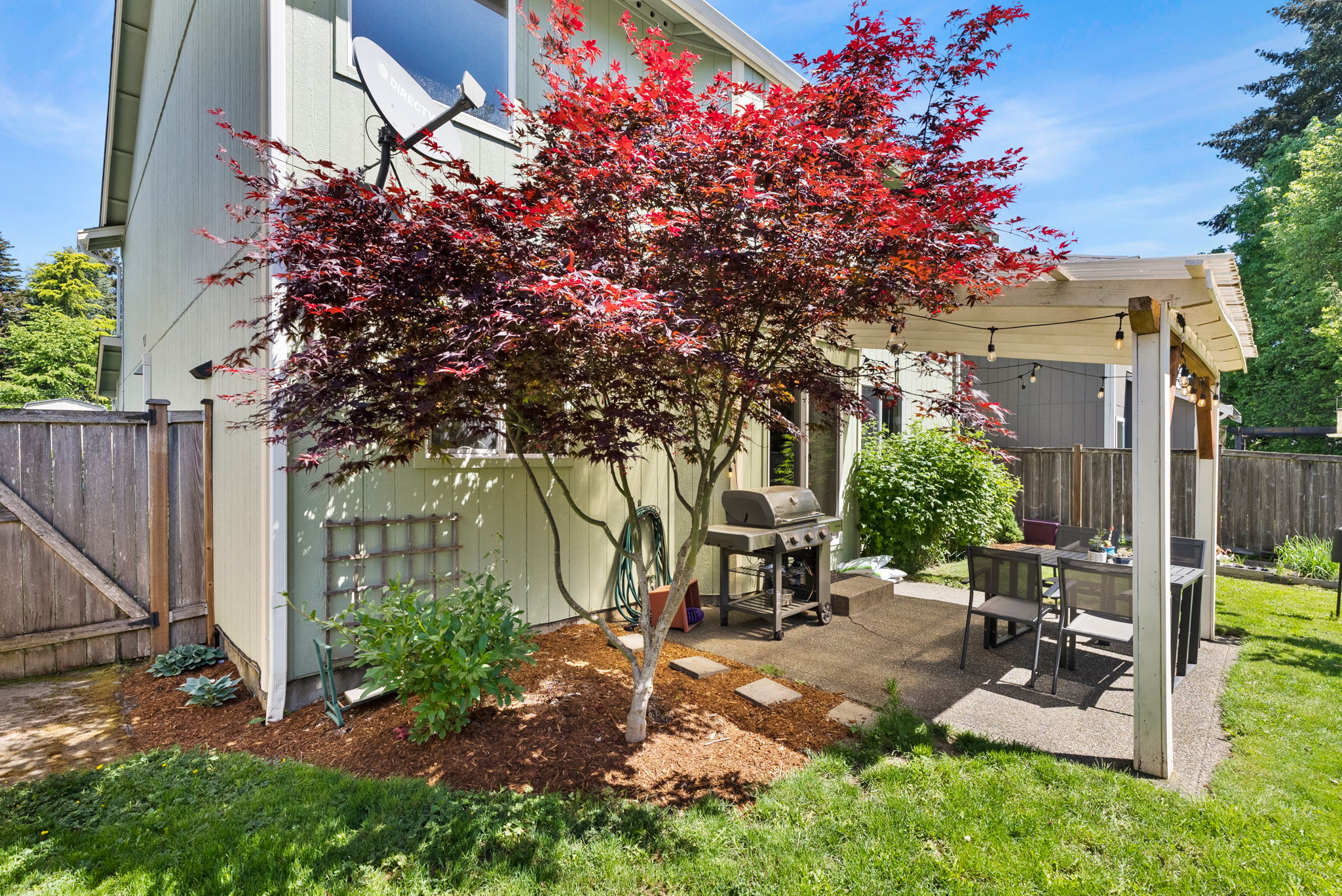 Gorgeous maple tree with sunlight highlighting its vibrant red tones
