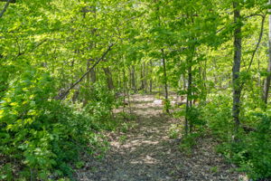  Photo 52
