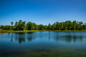 Pond View2