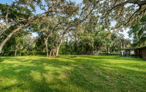Backyard12