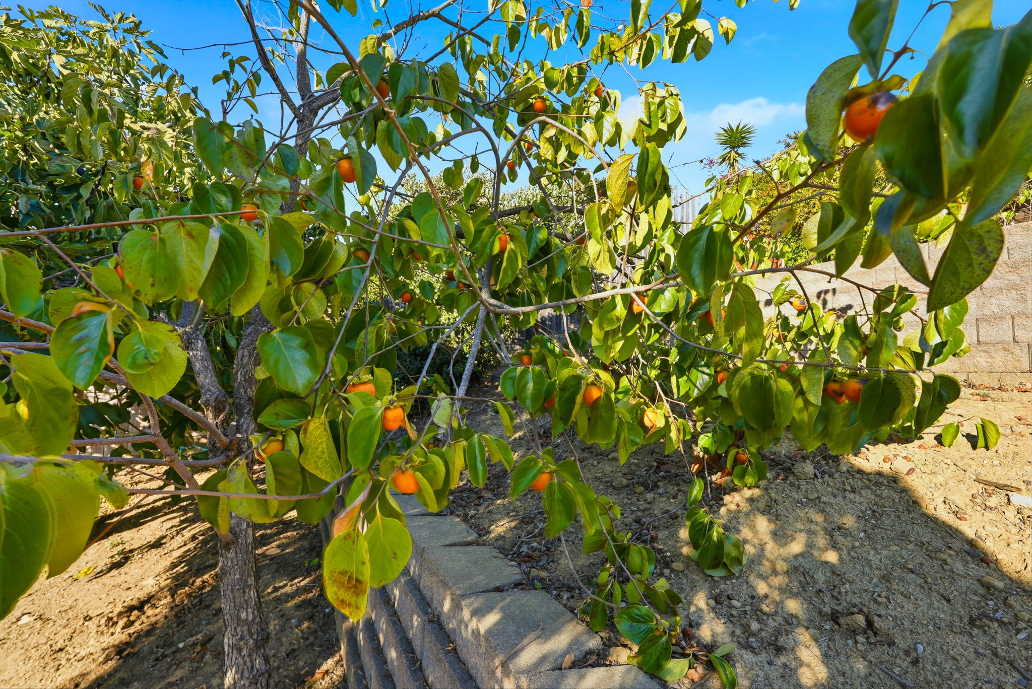 049_F8_18660 E Cavendish Dr