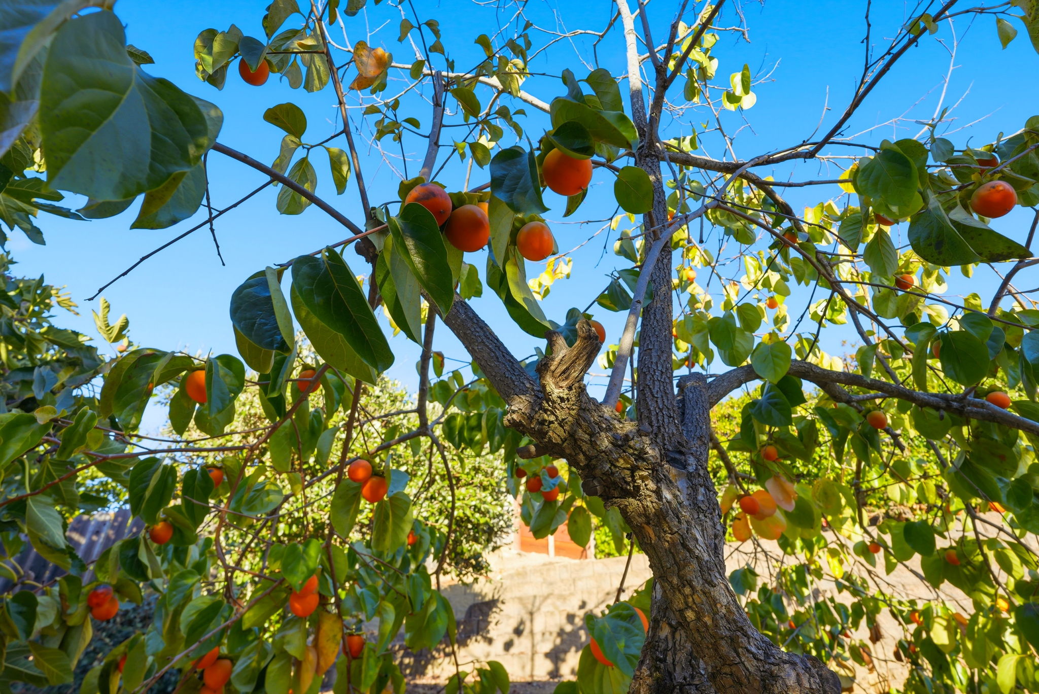 054_F8_18660 E Cavendish Dr