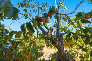 054_F8_18660 E Cavendish Dr