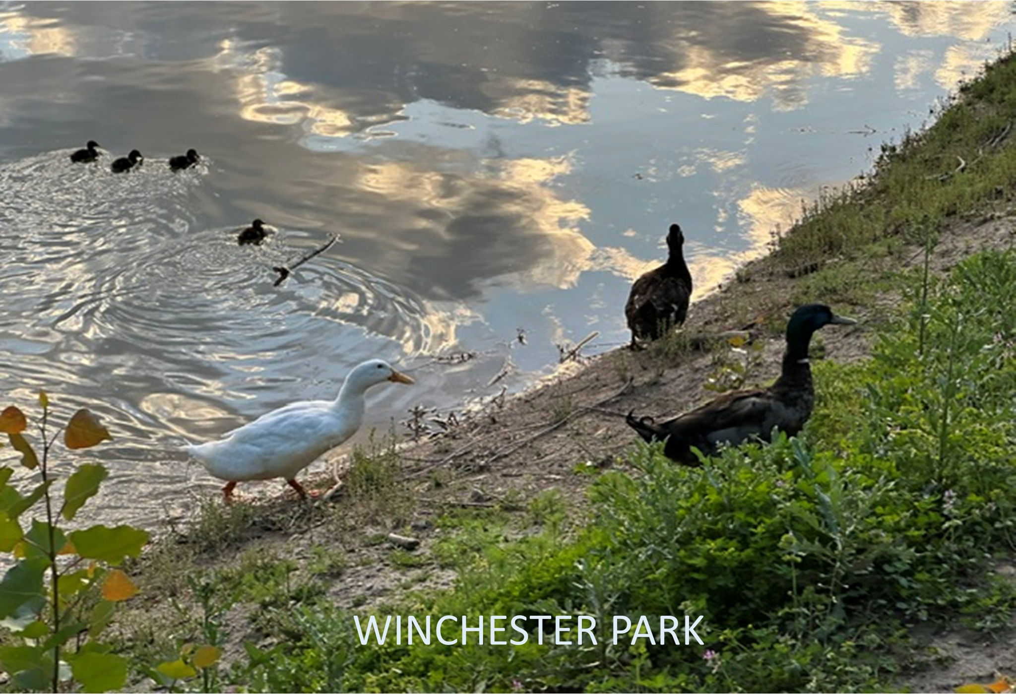  Photo 52
