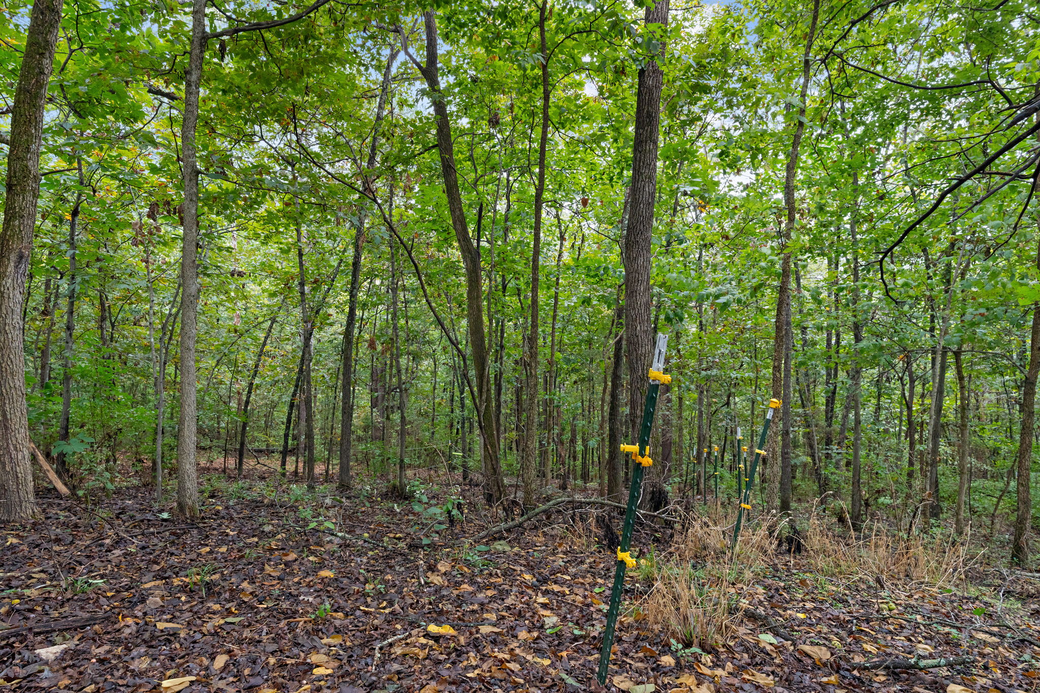  Photo 55