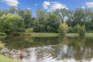 Pond View