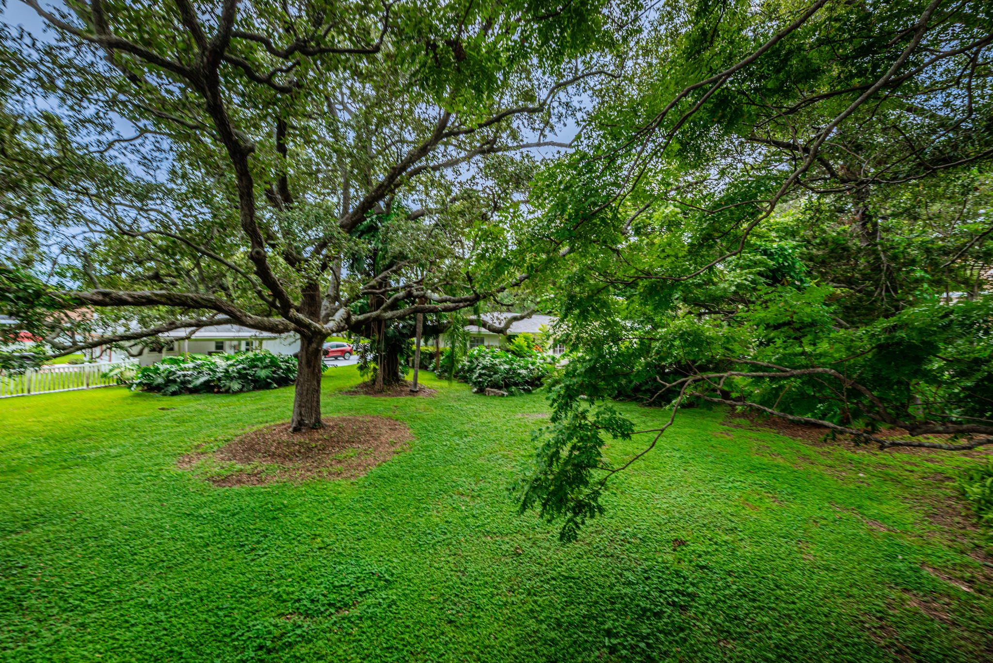 Backyard4