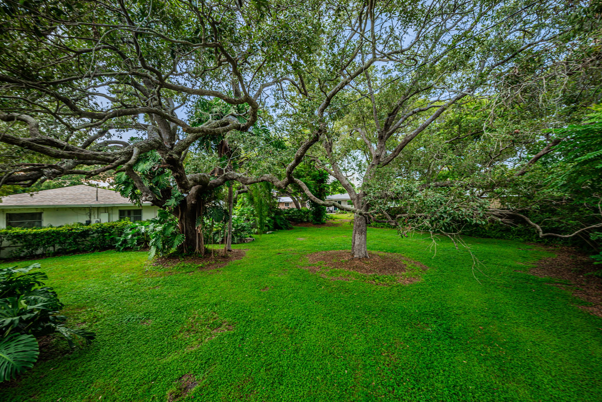 Backyard6