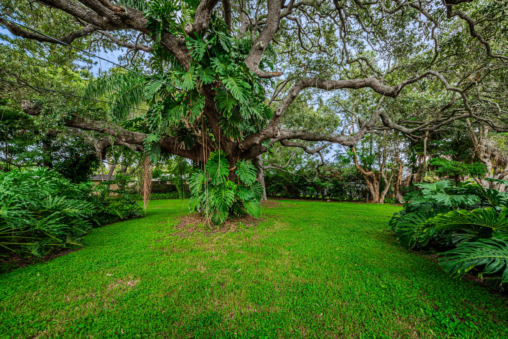 Backyard14