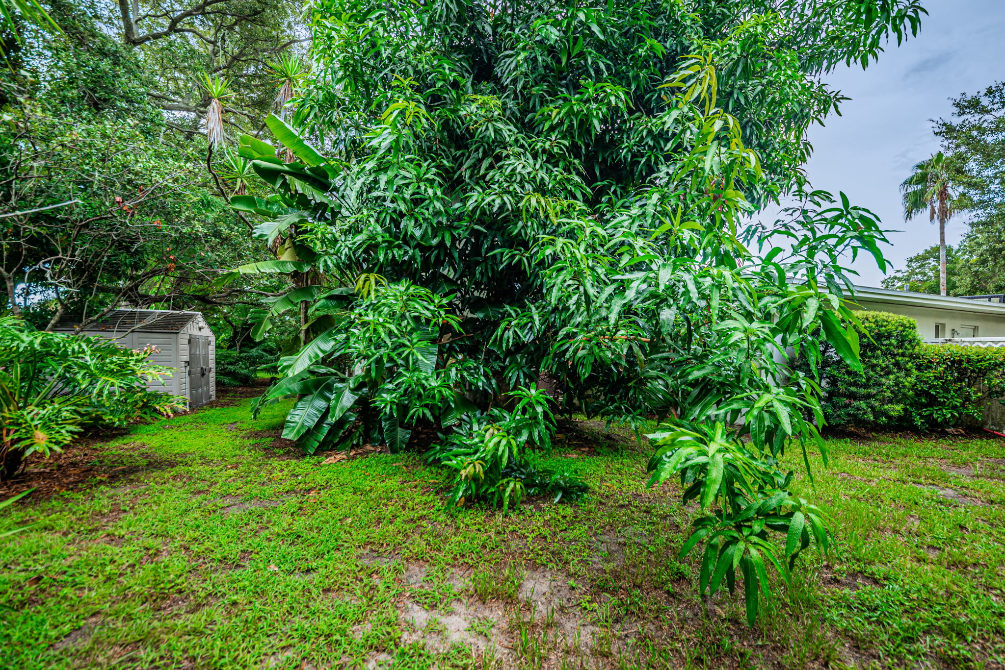 Backyard25
