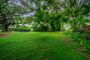 Backyard2