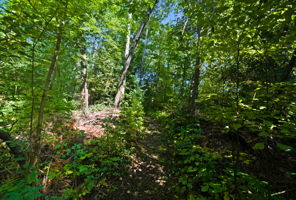  Photo 44