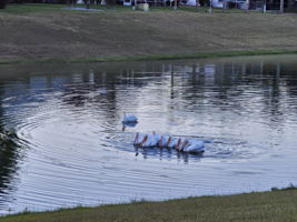  Photo 44