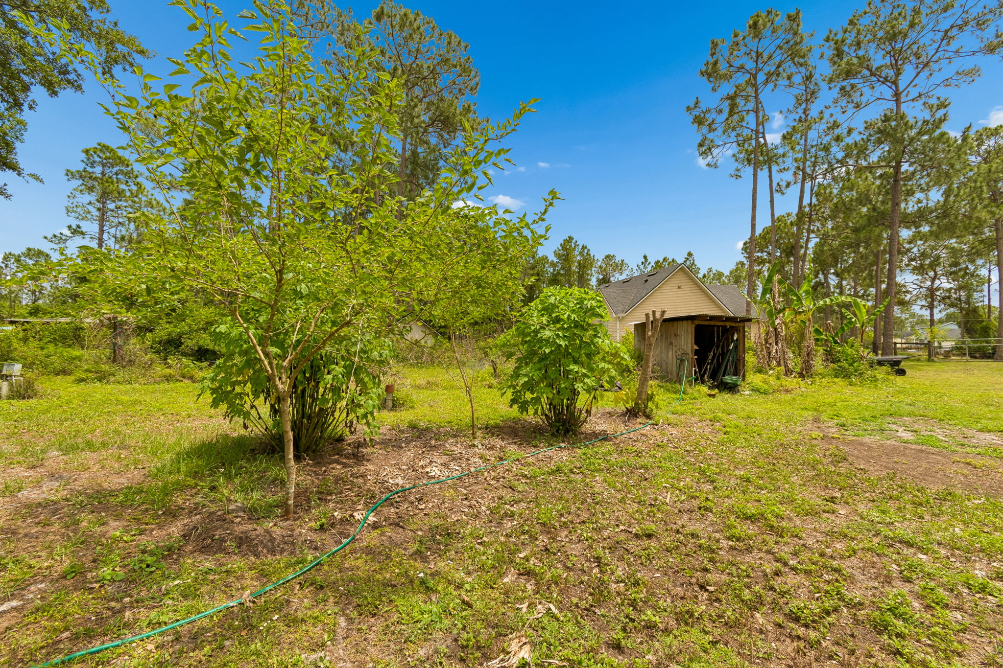 Mulberry Trees