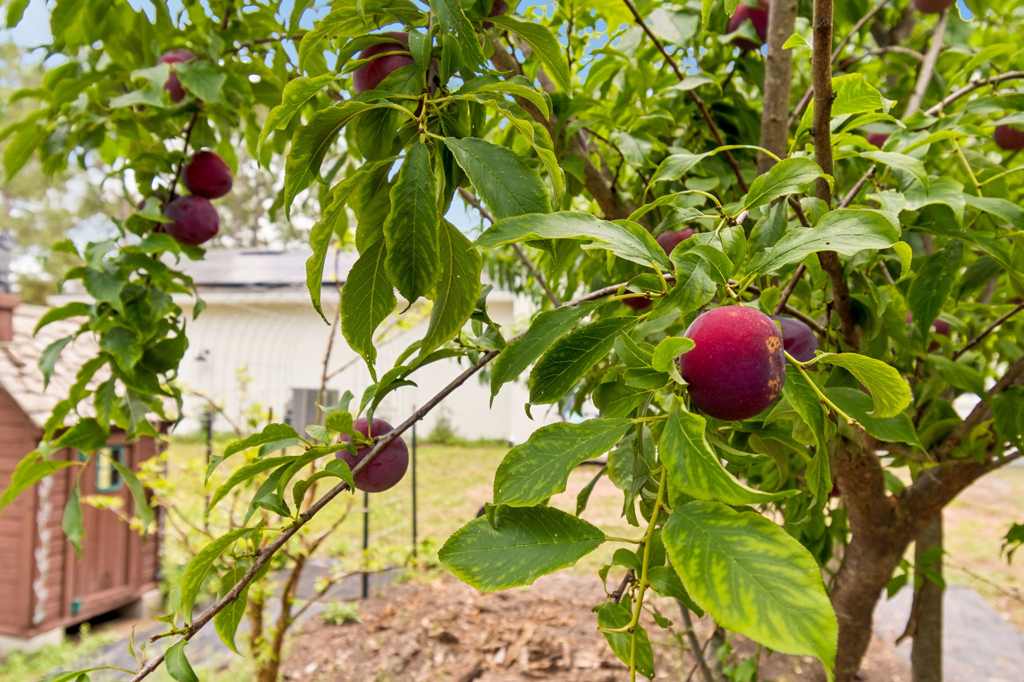 Plum variety