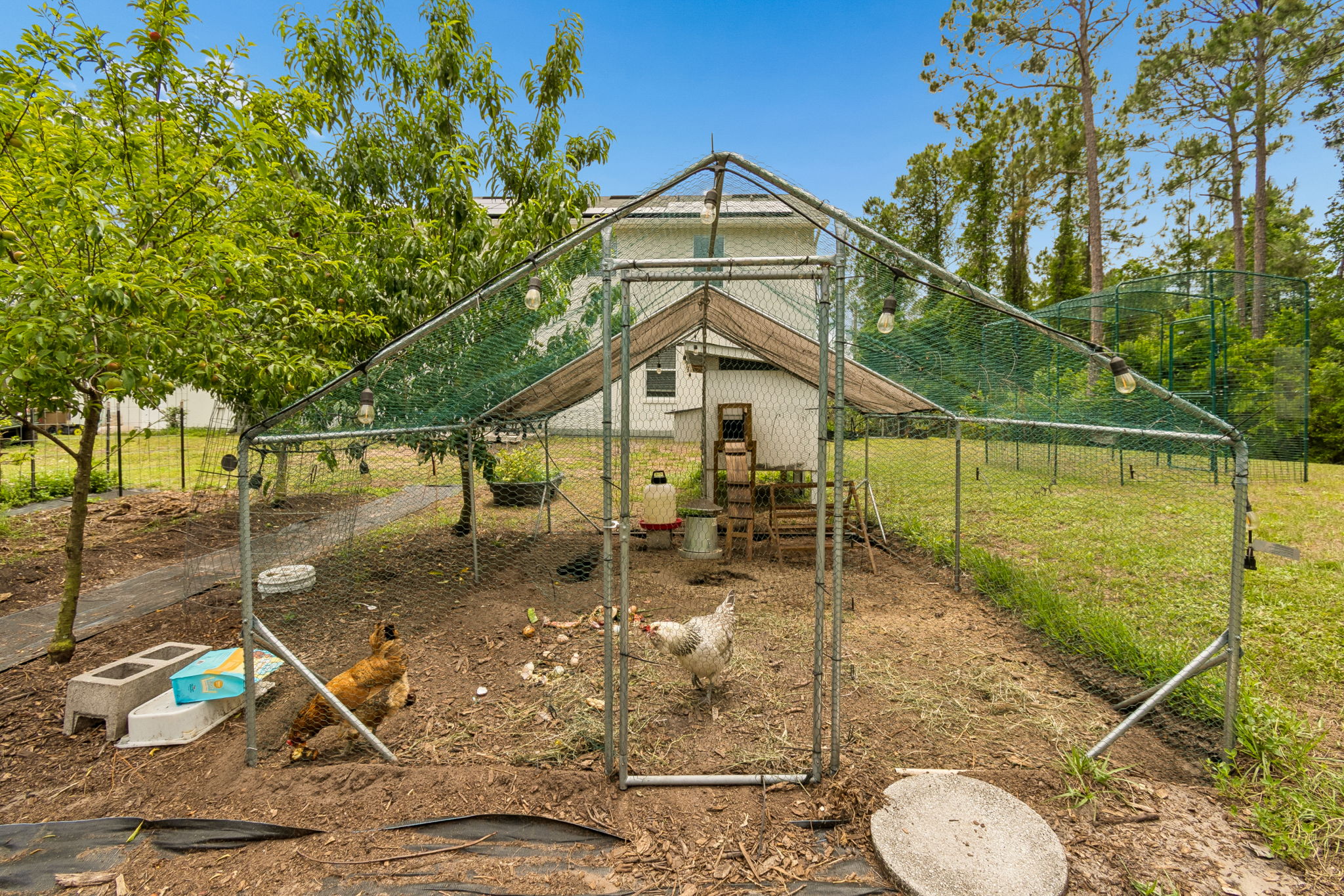 Chicken Coop
