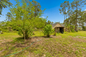 Mulberry Trees