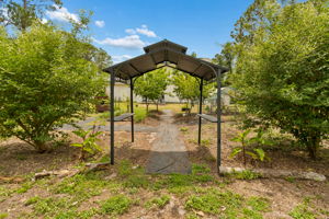 Back Yard/Food Forest