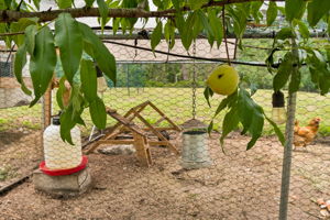 Peach variety