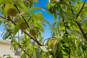 Peach variety