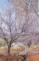 Apricot and Acequia