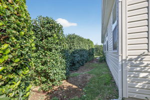 Rear and Side Privacy Landscaping