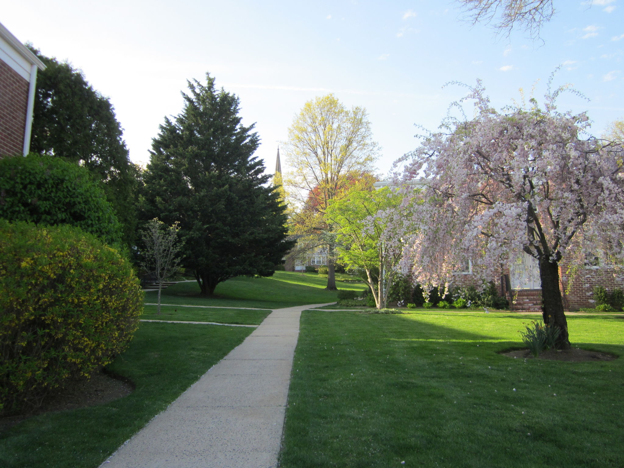 Courtyard in blissful spring bloom!